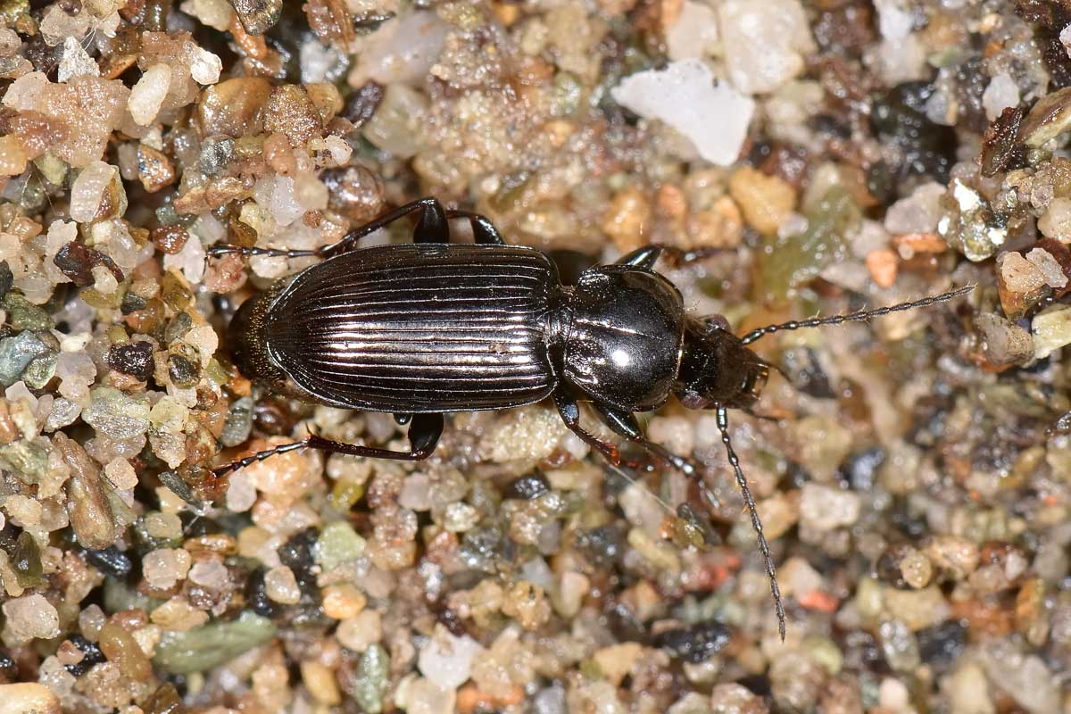 Carabidae: Pterostichus cfr. nigrita